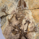Illustration for article titled Your oldest relative is a shrew